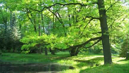 wald